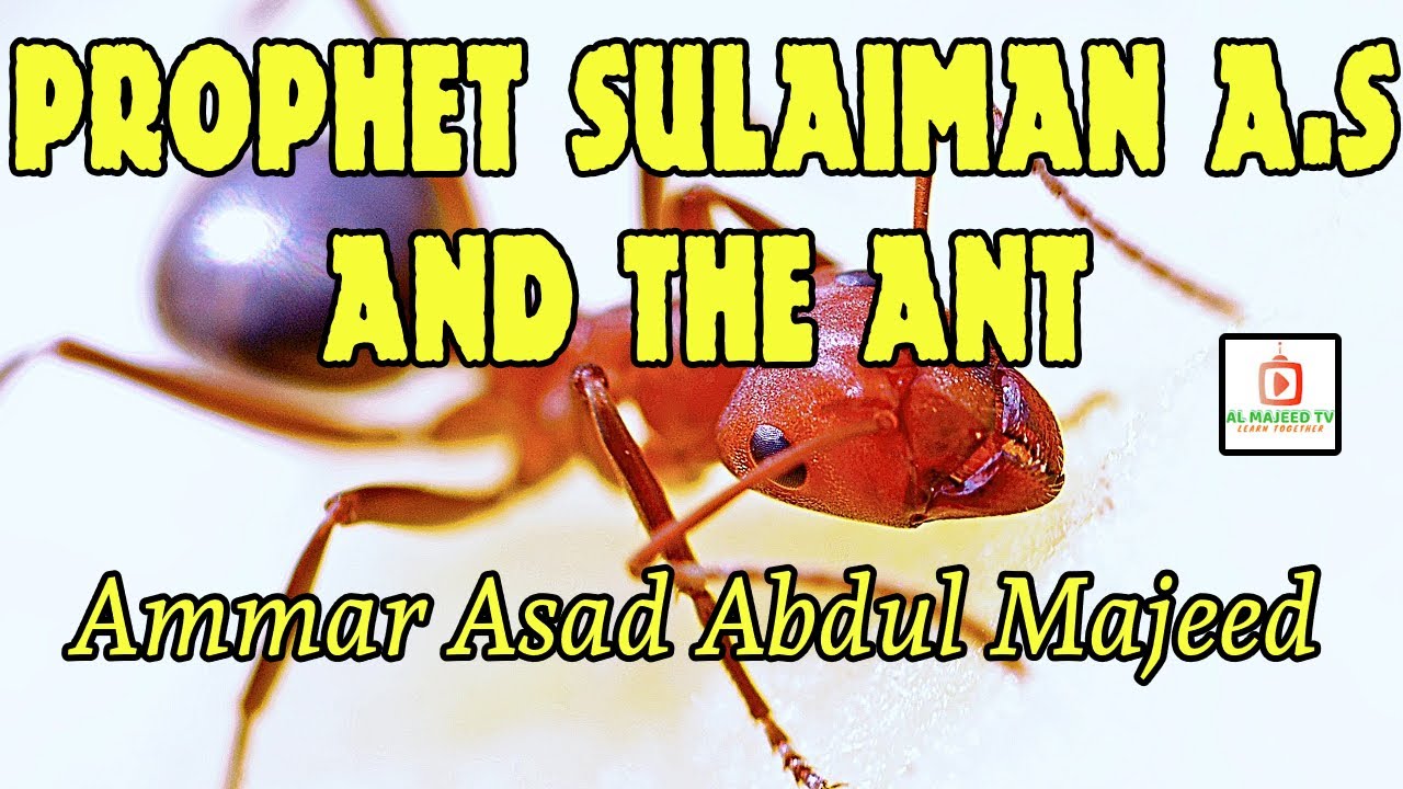 The Story of Prophet Sulaiman AS and The Ant